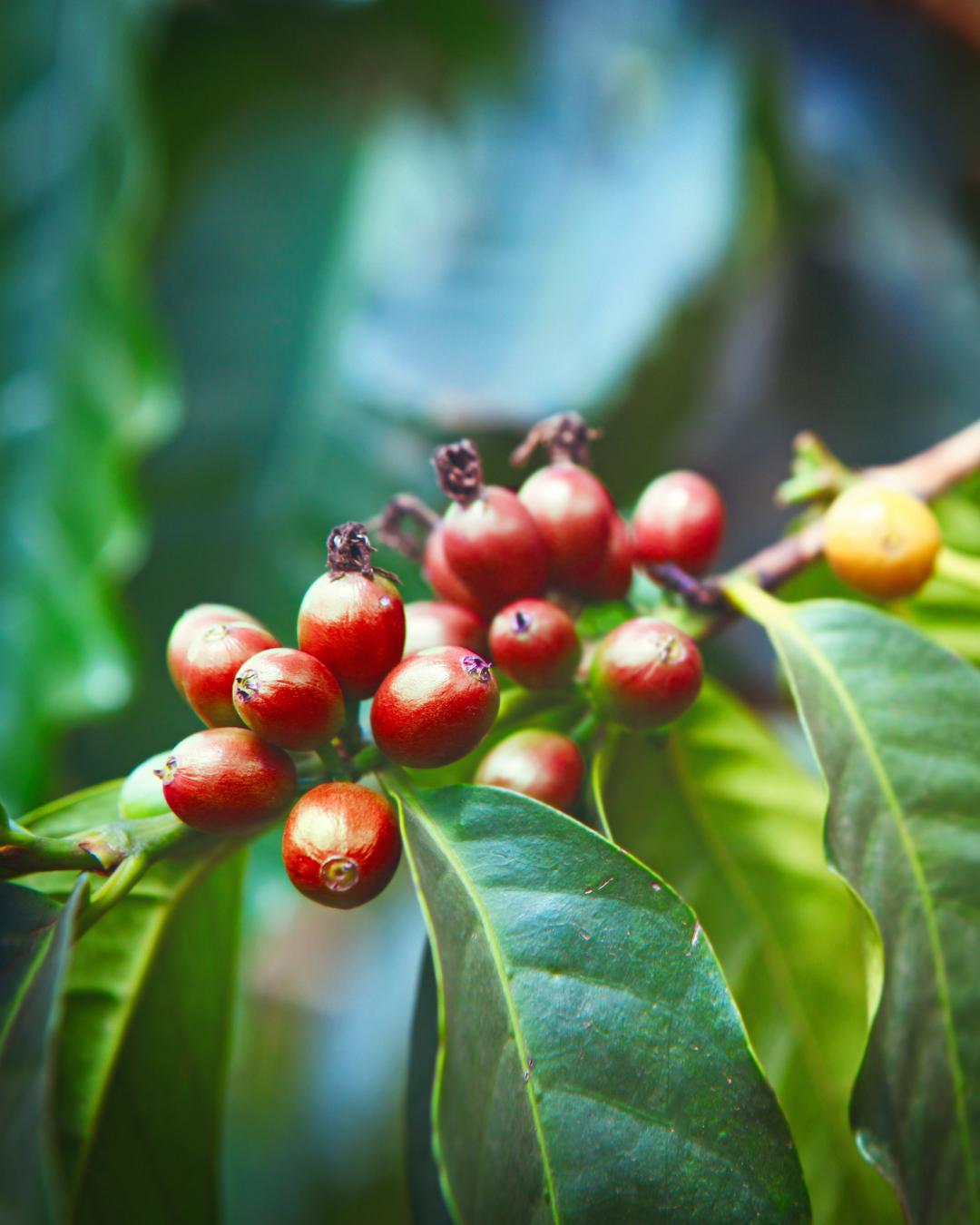 A cluster of bright red coffee cherries hangs from a coffee plant branch, with dried brown tips at the ends of some berries. A single yellow-orange cherry sits at the right edge, still ripening. Broad, glossy green leaves frame the fruit, and the background fades into a soft teal and green blur.